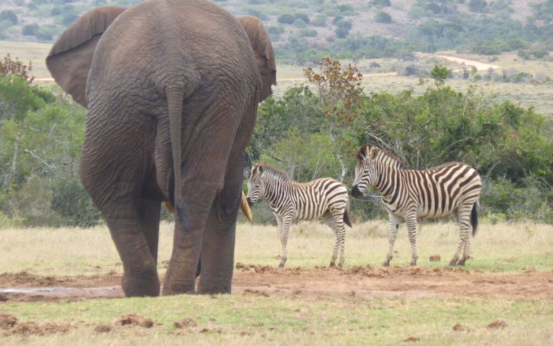 Elephant walking towards a watering hole with two zebras in Addo Elephant National Park in South Africa.