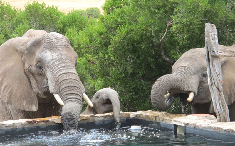 Elephants drinking out of the pool at HillsNek Safari Camp at the Amakhala Game Reserve in South Africa.
