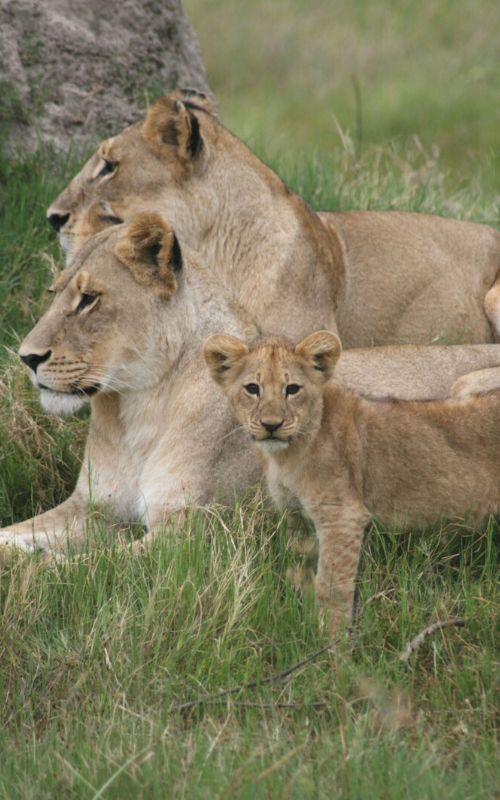 Lion cub looking at the camera with two female lions behind it.