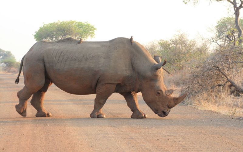 Rhino crossing a dirt track in the Kruger National Park in South Africa spotted on a safari with kids.